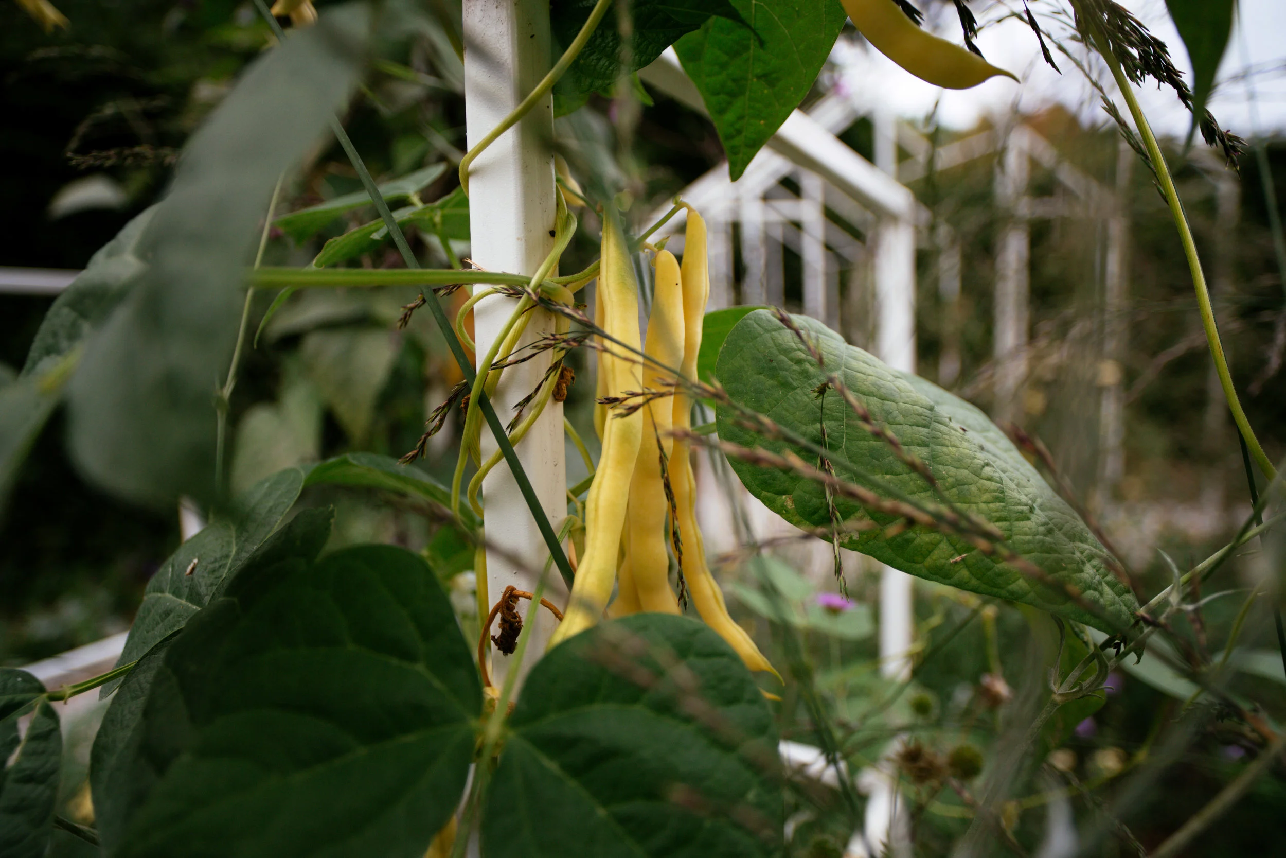 Chaumont sur Loire Festival