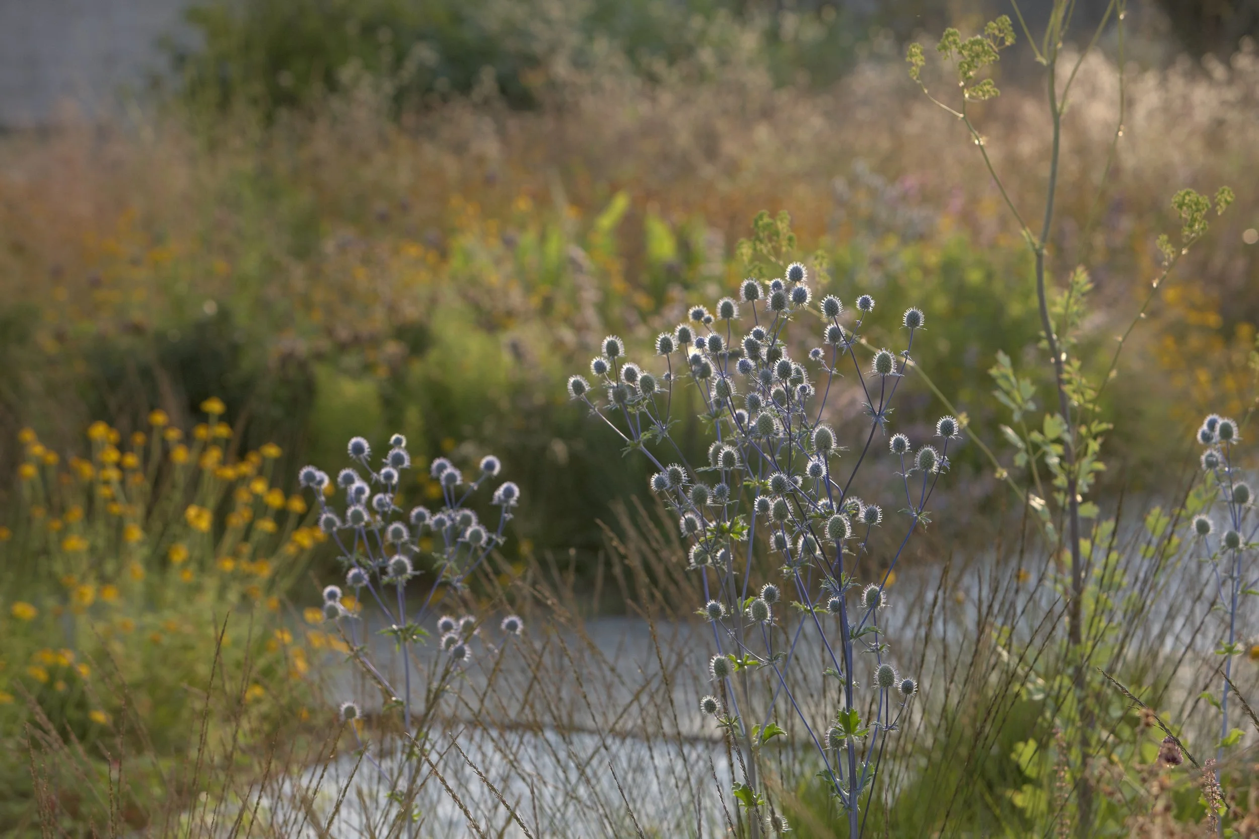 Bay of Finland Garden