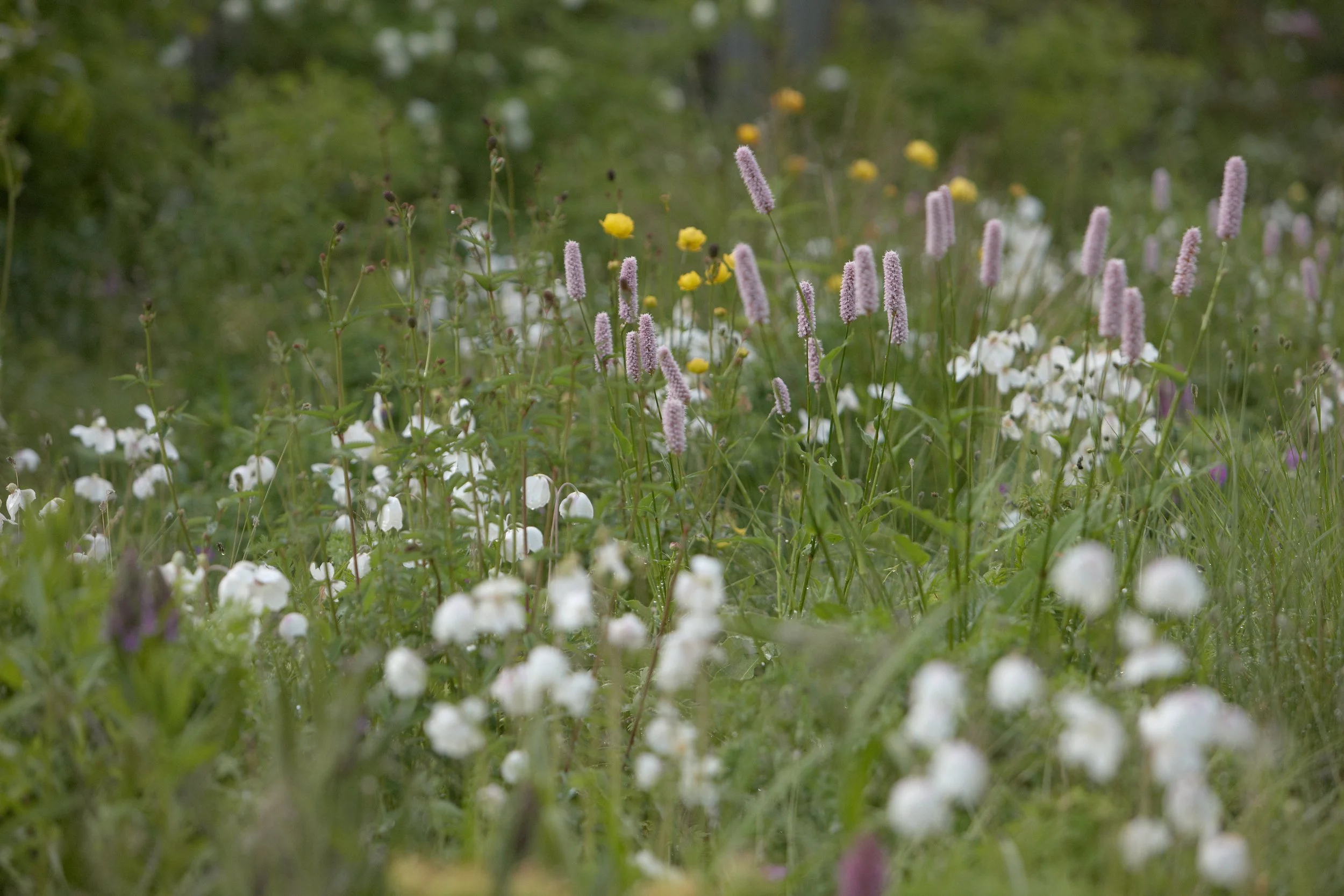 Bay of Finland Garden