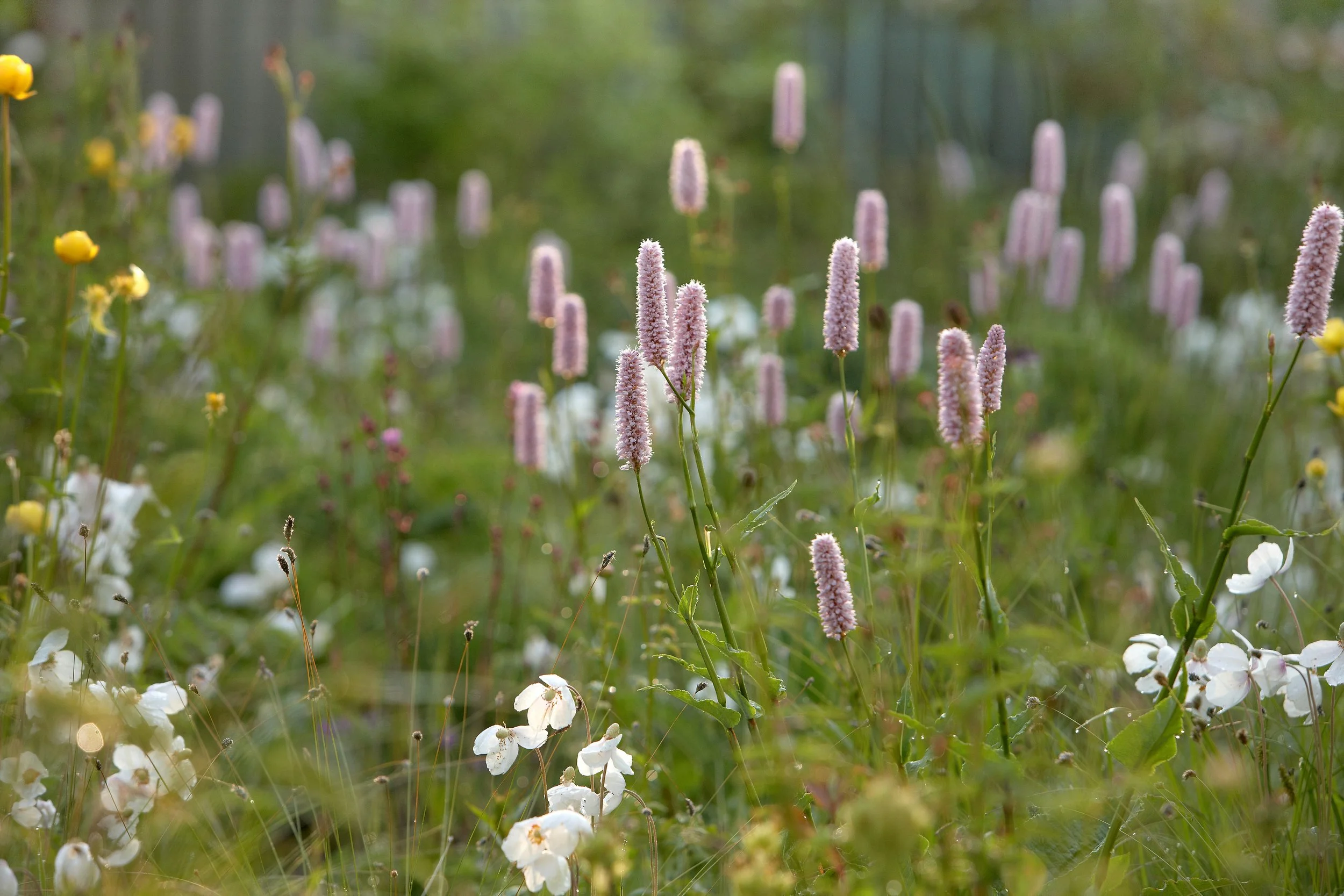 Bay of Finland Garden