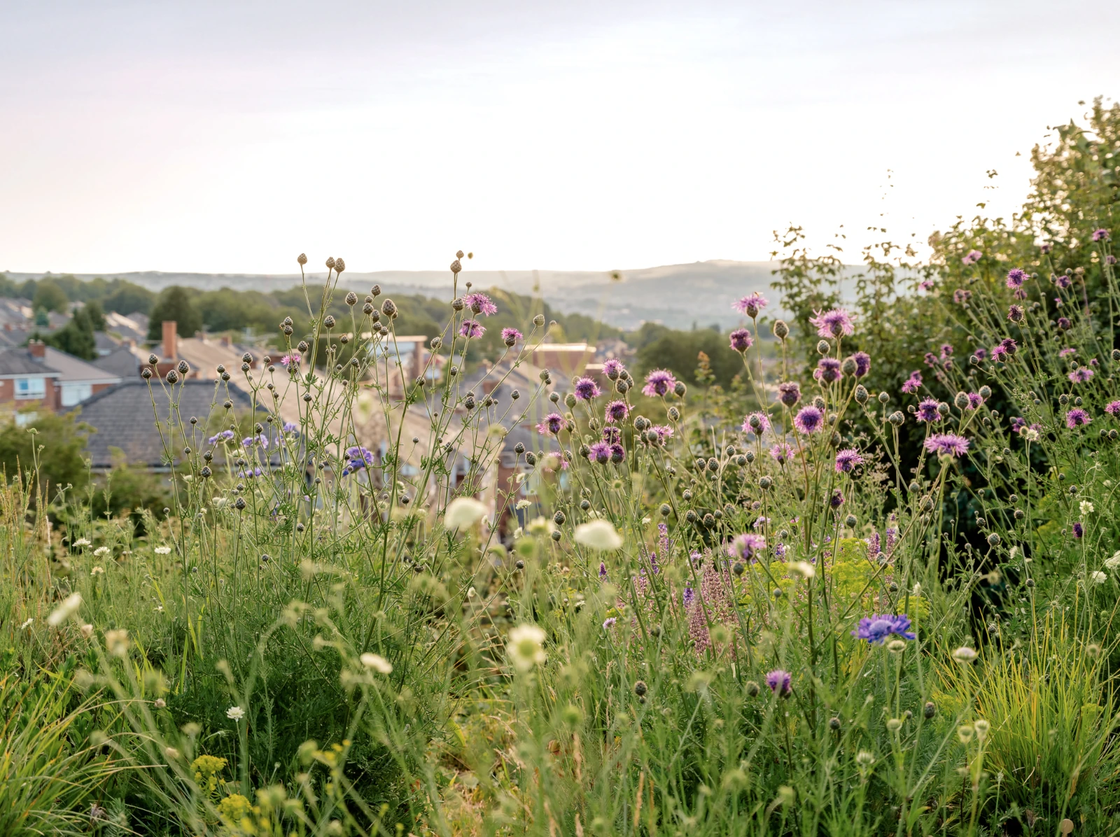 The Designed Steppe Research