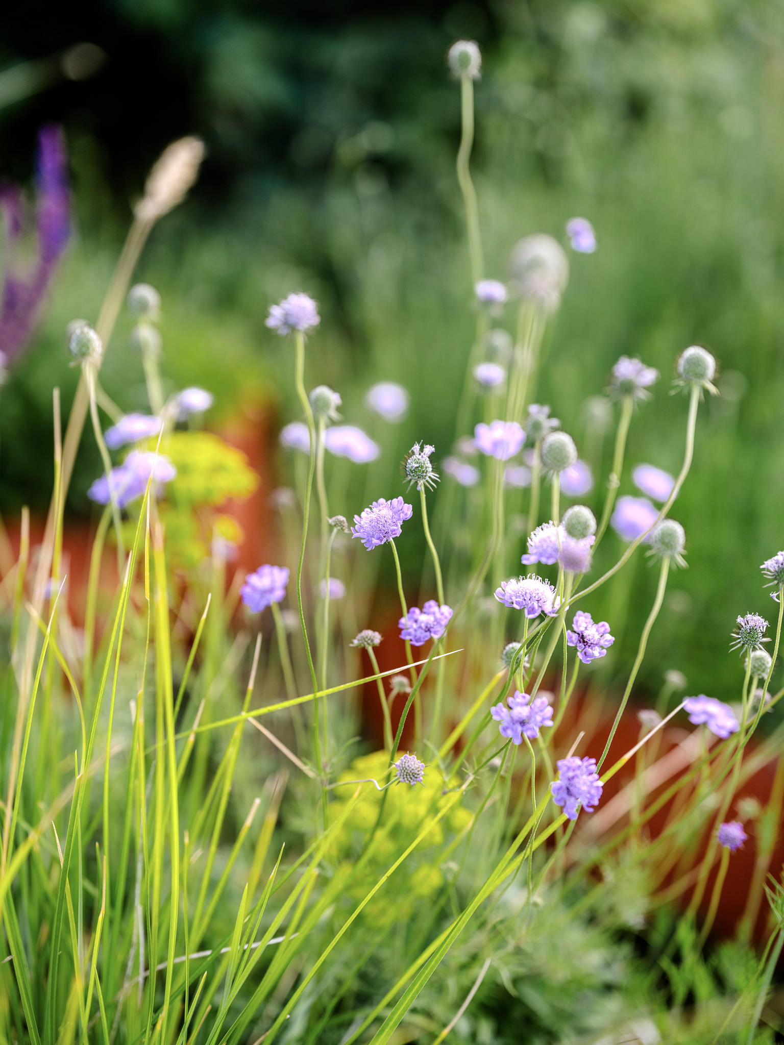 Bay of Finland Garden