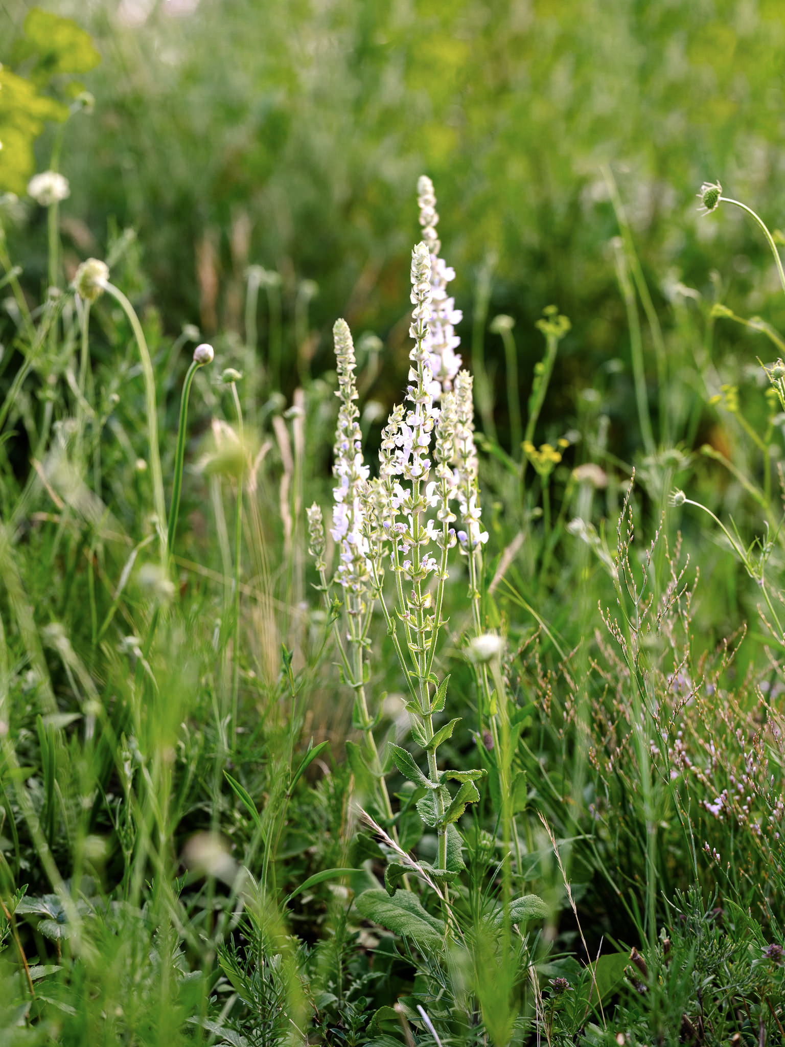 Bay of Finland Garden