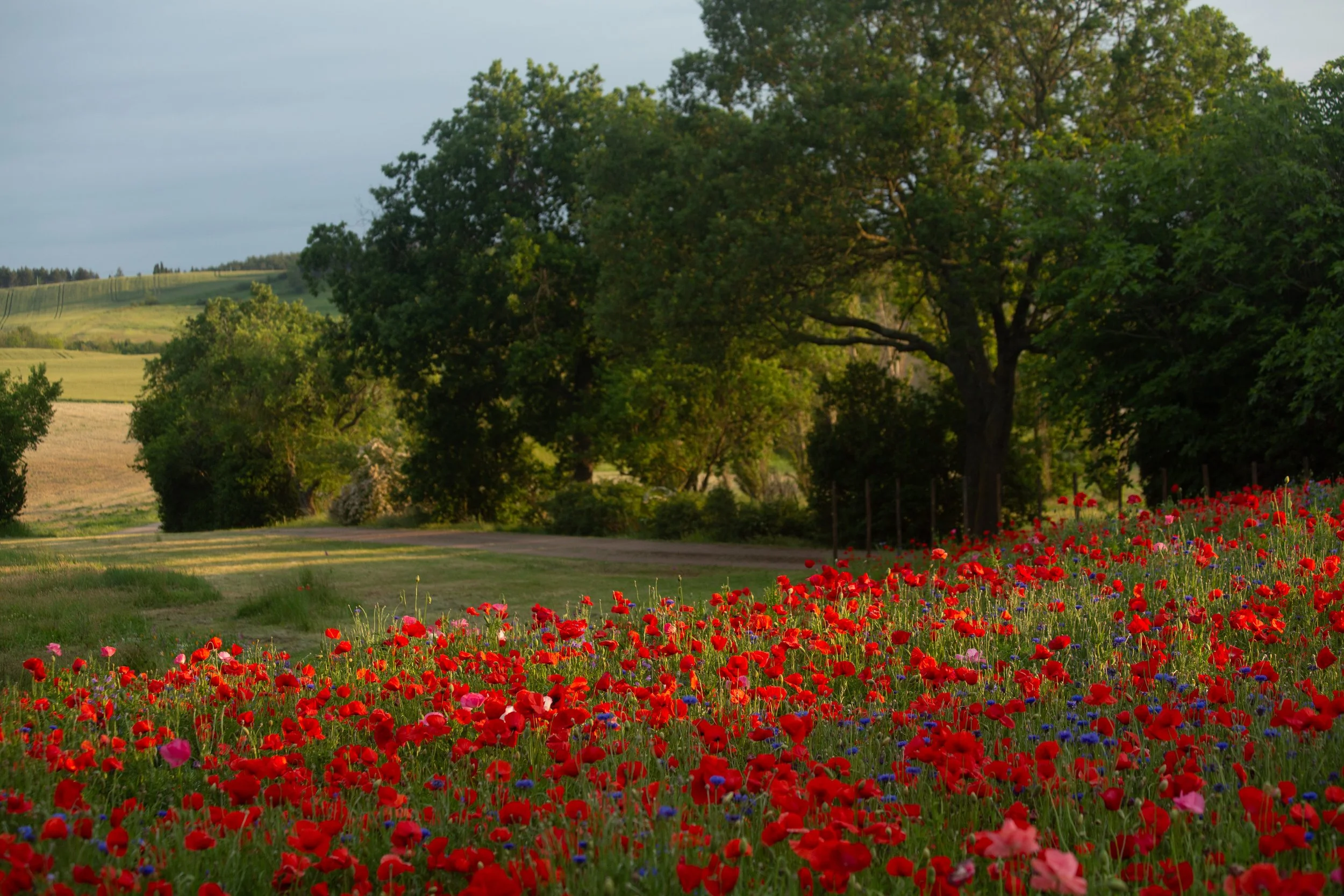 Bay of Finland Garden