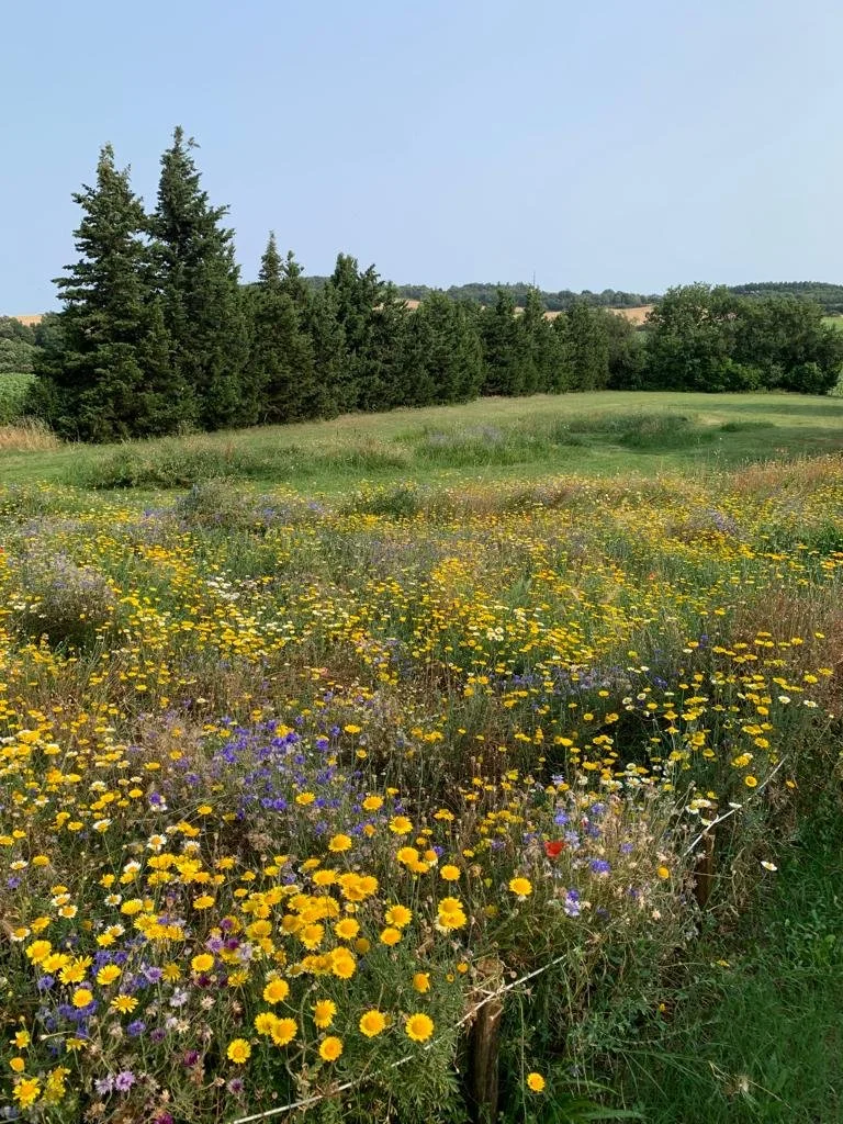 Bay of Finland Garden