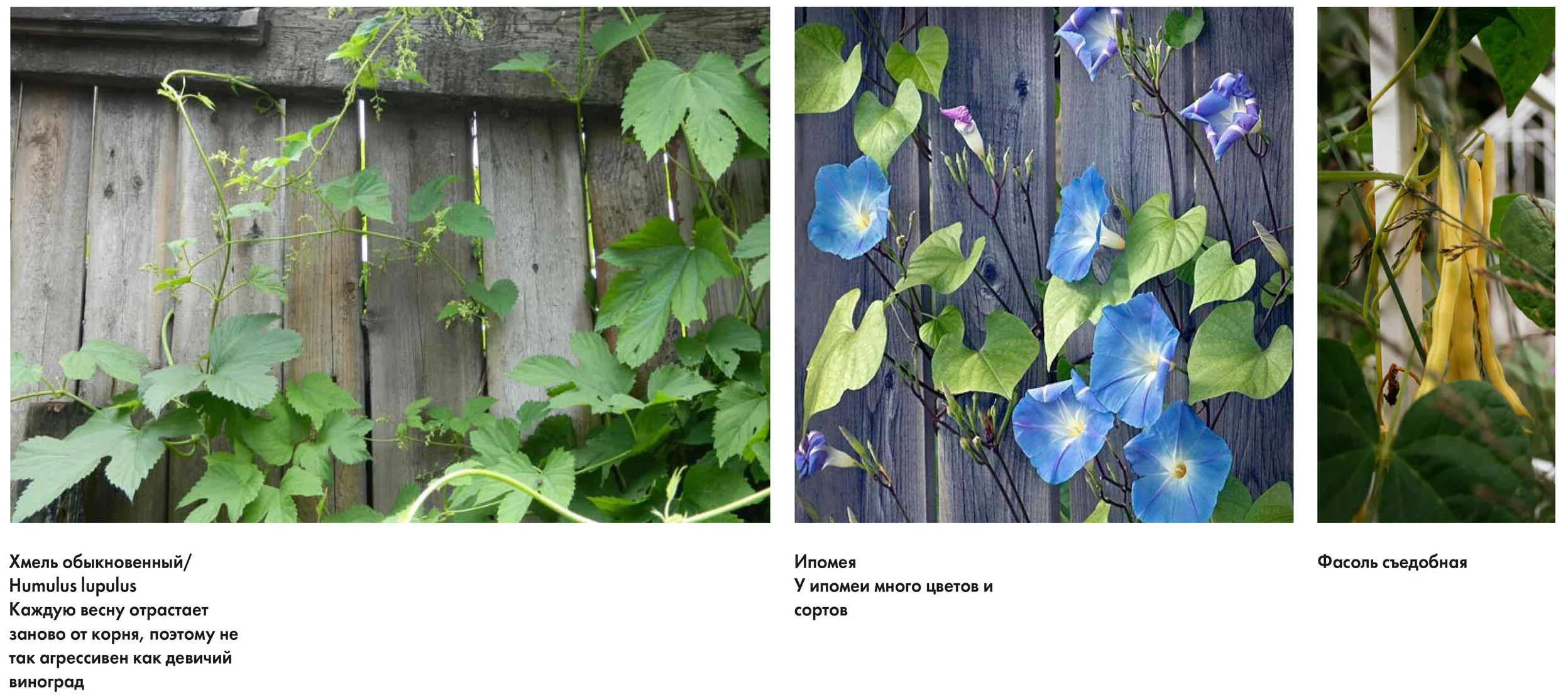 Melnikovs' House Garden