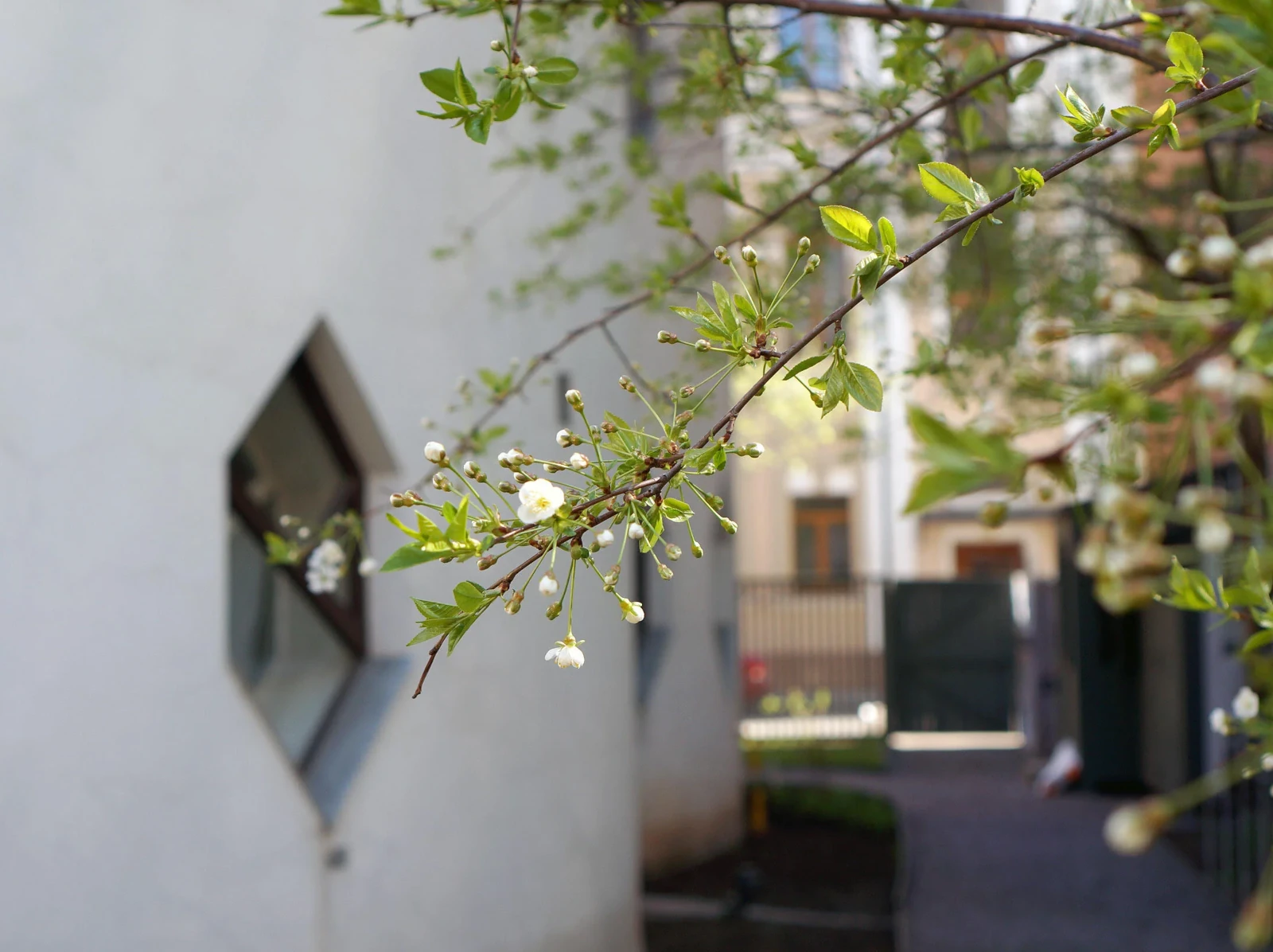 Melnikovs' House Garden