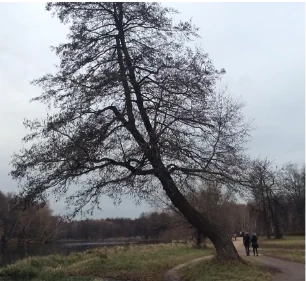 Bay of Finland Garden