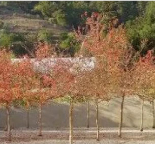 Bay of Finland Garden