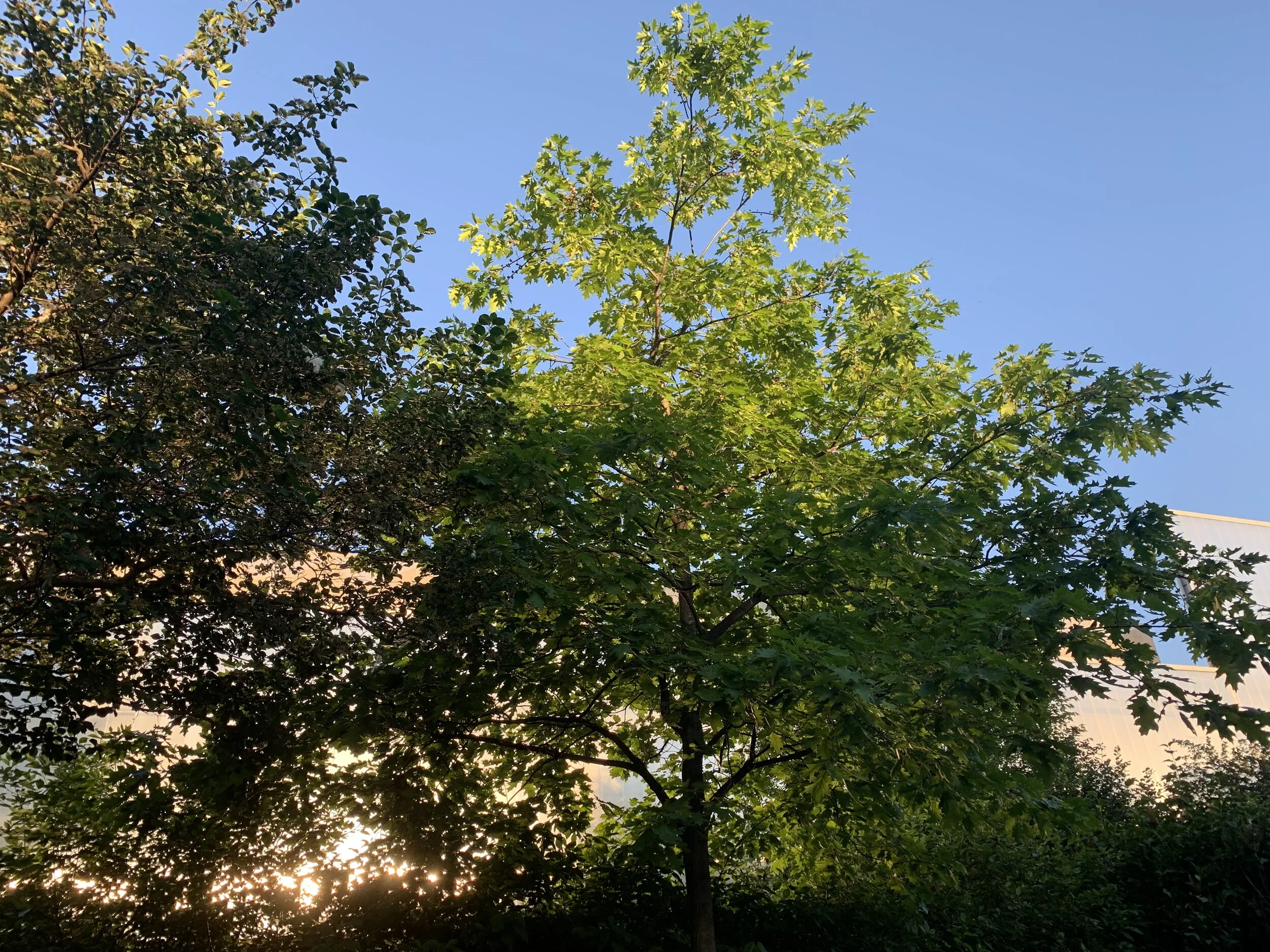 Bay of Finland Garden